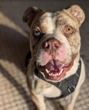 American Bulldog Dogs Available for Adoption - Watkins | PetCurious