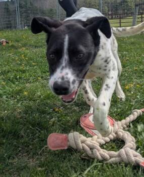 English Pointer and Boxer Dogs Available for Adoption in Westminster, Maryland - Muttley | PetCurious