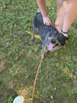 Chaser -  Australian Cattle Dog Blue Heeler Dog for Adoption in Zimmerman, Minnesota - Chaser | PetCurious