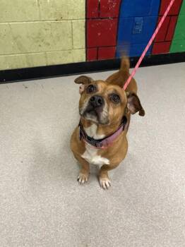 Pit Bull Terrier and Chihuahua Dogs Available for Adoption - GUNNER | PetCurious