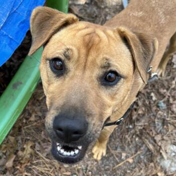 Black Mouth Cur Dogs Available for Adoption in Cedar Mountain, North Carolina - Brandy  | PetCurious