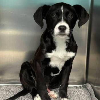 Black Labrador Retriever and Beagle Dogs Available for Adoption - Romeo | PetCurious