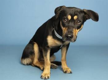 BELLA -  Doberman Pinscher and Mixed Breed Dog for Adoption in Phoenix, Arizona - BELLA | PetCurious