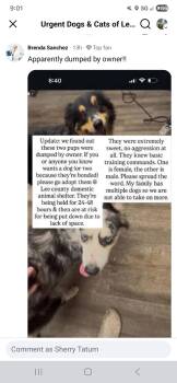 Australian Shepherd Dogs Available for Adoption - Aussie 1 And Aussie 2 | PetCurious