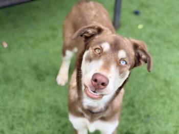Australian Shepherd and Mixed Breed Dogs Available for Adoption in St. Cloud, Florida - HENA | PetCurious