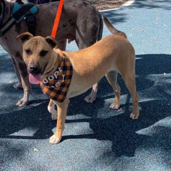 Rescue Black Mouth Cur Dogs for Adoption in Seguin, Texas - Rover | PetCurious