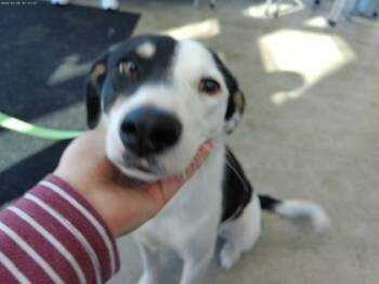 Rescue Retriever and Mixed Breed Dogs for Adoption in Fort Worth, Texas - Poppy | PetCurious