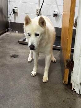 BEACON -  Siberian Husky Dog for Adoption - BEACON | PetCurious