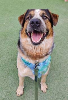 Frank -  Saint Bernard and Mixed Breed Dog for Adoption in Fruit Heights, Utah - Frank | PetCurious