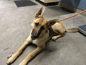 ANKA -  German Shepherd Dog Dog for Adoption in Camarillo, California - ANKA | PetCurious