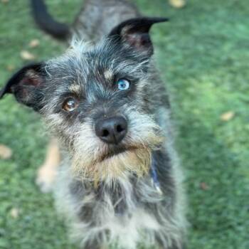 Ricky -  Terrier Dog for Adoption in Colorado Springs, Colorado - Ricky | PetCurious