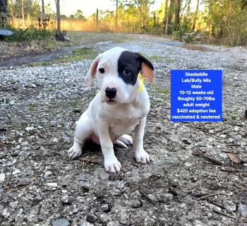 Labrador Retriever and American Bully Dogs Available for Adoption - Skedaddle | PetCurious