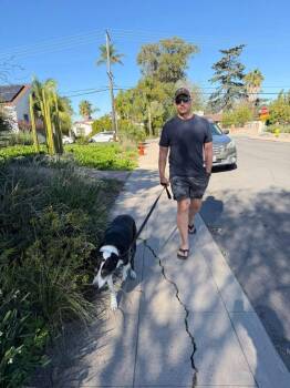 Labrador Retriever and Collie Dogs Available for Adoption in El Cajon, California - Otis | PetCurious