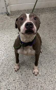 Mulan -  Pit Bull Terrier and Mixed Breed Dog for Adoption in Kansas City, Missouri - Mulan | PetCurious