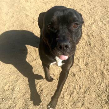 Zoomie -  Pit Bull Terrier and Mixed Breed Dog for Adoption in Reno, Nevada - Zoomie | PetCurious