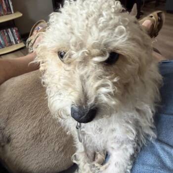 Pierre -  Poodle and Mixed Breed Dog for Adoption in Buffalo, Minnesota - Pierre | PetCurious