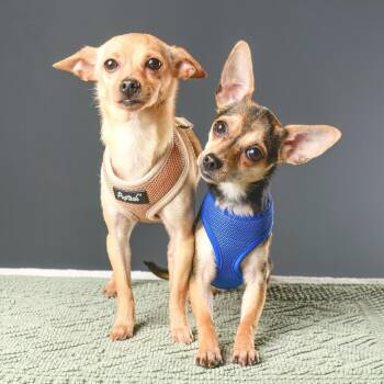 Chihuahua Dogs Available for Adoption - Melody | PetCurious