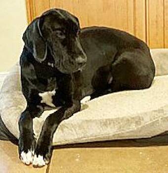 Great Dane Dogs Available for Adoption - Precious Pearl | PetCurious