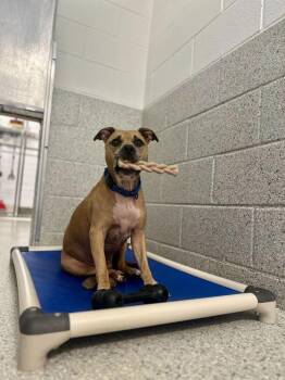Pit Bull Terrier and Boxer Dogs Available for Adoption - Ryder | PetCurious