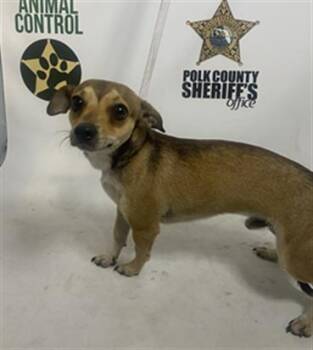 MILO -  Chihuahua and Mixed Breed Dog Available for Adoption in Winter Haven, Florida - MILO | PetCurious