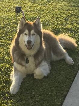 Loki and Lola -  Siberian Husky Dog for Adoption in Menifee, California - Loki And Lola | PetCurious