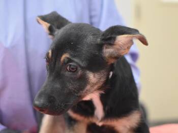 Shepherd Dogs Available for Adoption in Portland, Oregon - Kiana | PetCurious