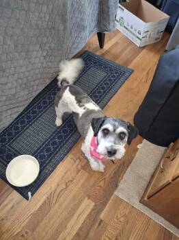 Shih Tzu Dogs Available for Adoption - Pookie | PetCurious