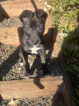 Mixed Breed Dogs Available for Adoption - Amy (Aimee) | PetCurious