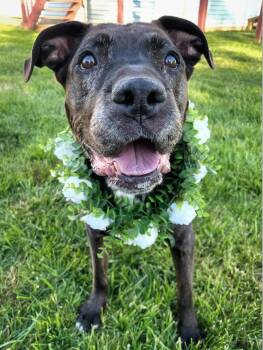 Pit Bull Terrier Dogs Available for Adoption in Philadelphia, Pennsylvania - GROOT | PetCurious
