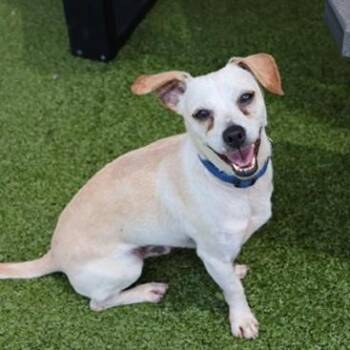 Byrd -  Mixed Breed Dog for Adoption in New Fairfield, Connecticut - Byrd | PetCurious
