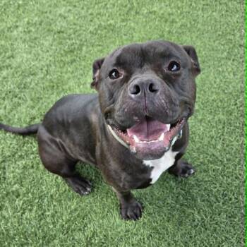 Donna -  American Staffordshire Terrier Dog for Adoption in Sparta, Wisconsin - Donna | PetCurious