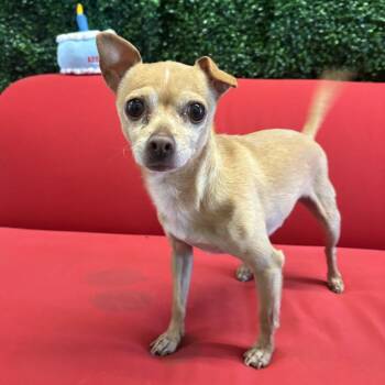 Tito -  Mixed Breed Dog for Adoption in Oak Brook, Illinois - Tito | PetCurious