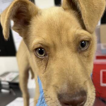 Kyle Busch -  Shepherd and Husky Dog Available for Adoption in Birmingham, Alabama - Kyle Busch | PetCurious