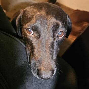 Black Labrador Retriever Dogs Available for Adoption - Koko AKA Lovebug RE | PetCurious