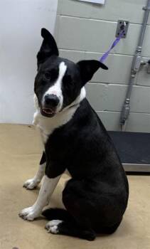 KASH -  Border Collie and Pit Bull Terrier Dog for Adoption in Minneapolis, Minnesota - KASH | PetCurious