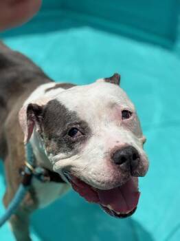 Rescue American Staffordshire Terrier Dogs for Adoption - Alma | PetCurious