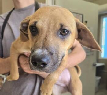 Rescue Mixed Breed Dogs for Adoption in Fernandina Beach, Florida - JEWEL | PetCurious