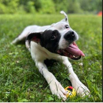 Weasel -  Mixed Breed Dog for Adoption in Raleigh, North Carolina - Weasel | PetCurious