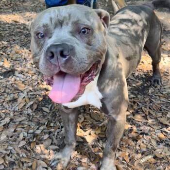 Billy -  Mixed Breed Dog for Adoption in Summerville, South Carolina - Billy | PetCurious