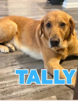 Tally -  Golden Retriever Dog for Adoption in Shalimar, Florida - Tally | PetCurious