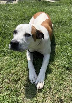 Rocky -  Pointer Dog for Adoption in Lancaster, South Carolina - Rocky | PetCurious
