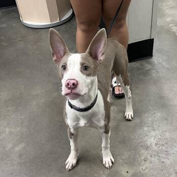 Zion -  Terrier Dog for Adoption in Tampa, Florida - Zion | PetCurious