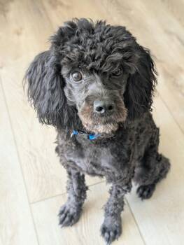 Lumos -  Miniature Poodle Dog for Adoption in Brooks, Maine - Lumos | PetCurious