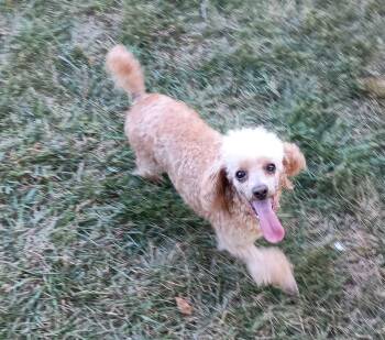 Rescue Poodle Dogs for Adoption in Windy Hills, Kentucky - GG | PetCurious