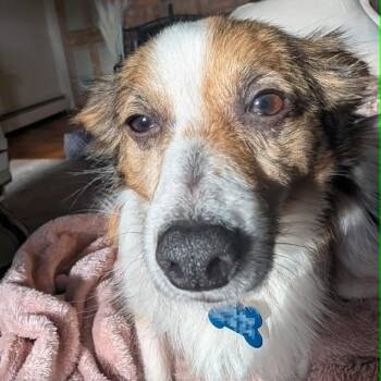 Charlie -  Shetland Sheepdog Sheltie and Mixed Breed Dog for Adoption in Jarrettsville, Maryland - Charlie | PetCurious