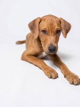 Finch -  Hound and Mixed Breed Dog for Adoption in Hudson, New York - Finch | PetCurious