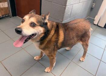 Mixed Breed Dogs Available for Adoption in Nashville, Tennessee - Tanuki | PetCurious