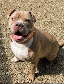 Hunk -  Pit Bull Terrier and American Bulldog Dog for Adoption in Austintown, Ohio - Hunk | PetCurious
