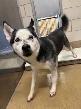 Rescue Siberian Husky and Mixed Breed Dogs for Adoption in Lewisville, Texas - Batman | PetCurious