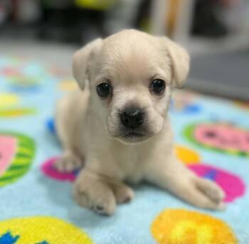 Sebastian -  Cocker Spaniel and Pomeranian Dog for Adoption in Anchorage, Alaska - Sebastian | PetCurious